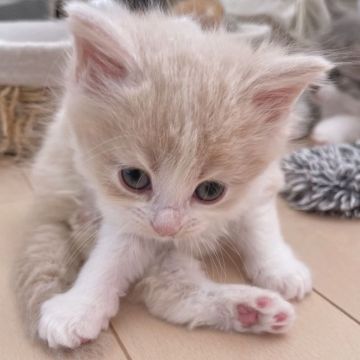 サイベリアン【埼玉県・男の子・2022年1月8日・クリーム&ホワイト】の写真「血統の良いお父さん譲りの良いサイベリアン」