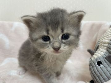 サイベリアン【埼玉県・女の子・2021年6月16日・シェーデッドシルバー】の写真「お顔の可愛い女の子です」