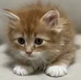 サイベリアン【埼玉県・男の子・2023年12月15日・レッドタビー&ホワイト】の写真1