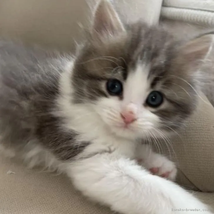 ID:2207-02430の子猫