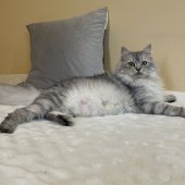 サイベリアン【・女の子・2022年6月22日・シルバータビー】