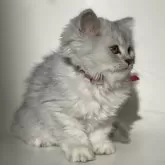 サイベリアン【埼玉県・女の子・2024年9月22日・シルバータビー】の写真3