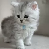 サイベリアン【埼玉県・男の子・2023年12月24日・シルバータビー】の写真4