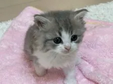 サイベリアン【埼玉県・女の子・2021年2月26日・ブルータビー&ホワイト】の写真5