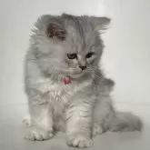 サイベリアン【埼玉県・女の子・2024年9月22日・シルバータビー】の写真5