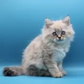 サイベリアン【埼玉県・男の子・2025年9月9日・ネヴァマスカレード】の写真12