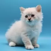 サイベリアン【埼玉県・女の子・2025年8月31日・ネヴァマスカレード】の写真8