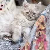 サイベリアン【埼玉県・男の子・2025年9月9日・ネヴァマスカレード】の写真6