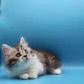 サイベリアン【埼玉県・女の子・2025年9月9日・シルバータビー&ホワイト】の写真10