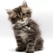 サイベリアン【埼玉県・女の子・2025年6月19日・ブラウンタビー】の写真9