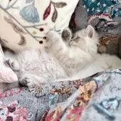 サイベリアン【埼玉県・男の子・2025年9月9日・ネヴァマスカレード】の写真7