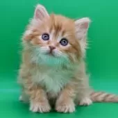 サイベリアン【埼玉県・男の子・2025年10月28日・レッドタビー&ホワイト】の写真11