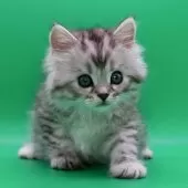 サイベリアン【埼玉県・男の子・2025年10月28日・シルバータビー】の写真11