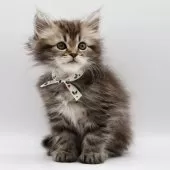 サイベリアン【埼玉県・女の子・2025年6月19日・ブラウンタビー】の写真10