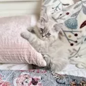 サイベリアン【埼玉県・男の子・2025年9月9日・ネヴァマスカレード】の写真10