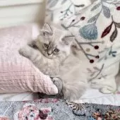 サイベリアン【埼玉県・男の子・2025年9月9日・ネヴァマスカレード】の写真9