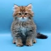 サイベリアン【埼玉県・男の子・2025年7月25日・ブラウンタビー】の写真14