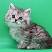 サイベリアン【埼玉県・男の子・2025年10月28日・シルバータビー】の写真14