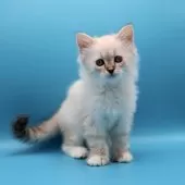 サイベリアン【埼玉県・女の子・2025年8月31日・ネヴァマスカレード】の写真14