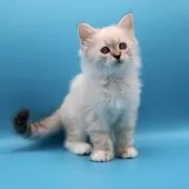 サイベリアン【埼玉県・女の子・2025年8月31日・ネヴァマスカレード】の写真15