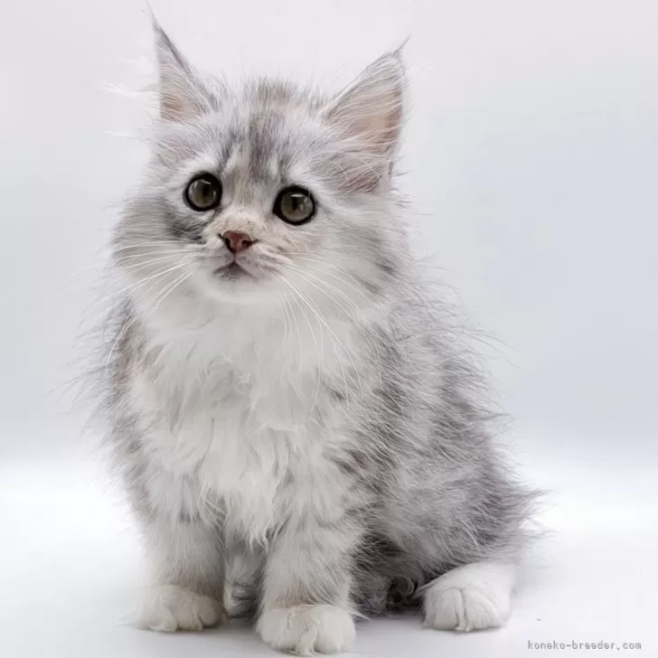 ID：2605-01567の子猫