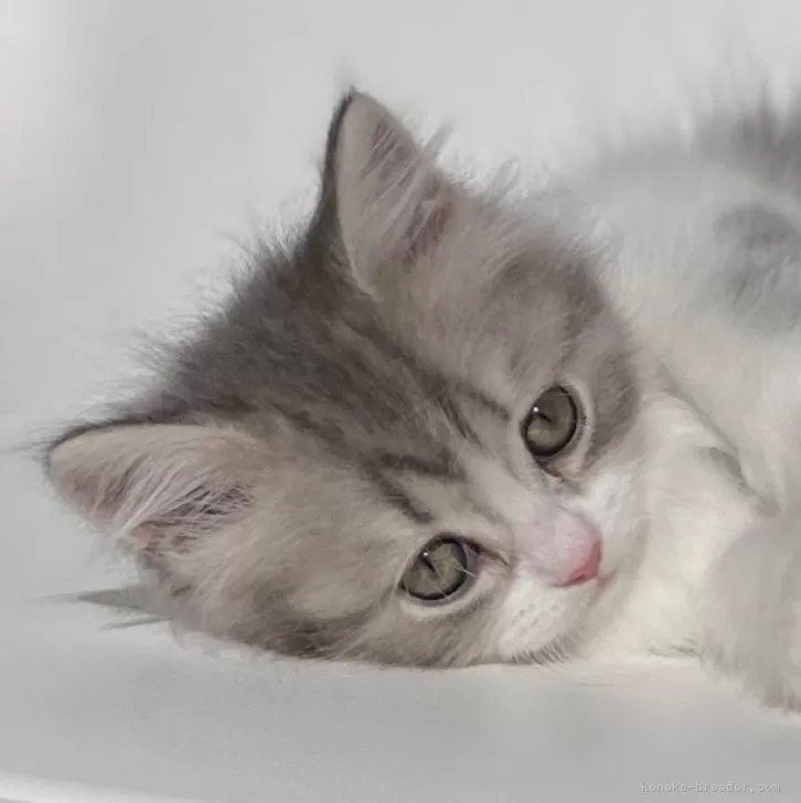 N.M 様のお迎えした子猫