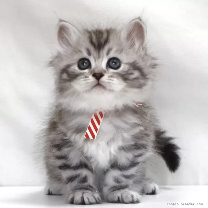 O.S 様のお迎えした子猫