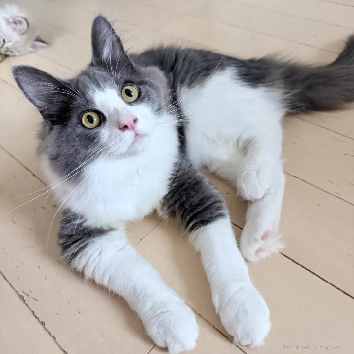 ID：2608-51277の子猫