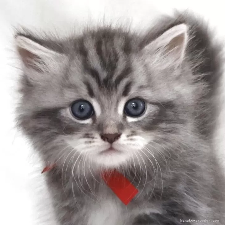 しめさば 様のお迎えした子猫