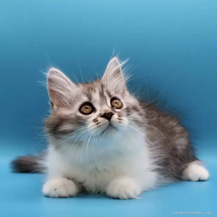 サイベリアン【埼玉県・女の子・2025年9月9日・シルバータビー&amp;ホワイト】の写真1