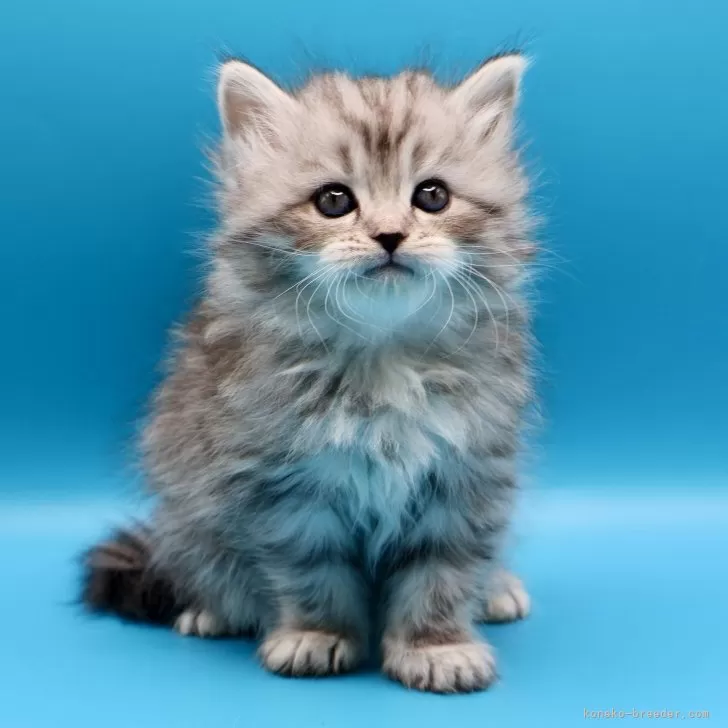 サイベリアン【埼玉県・男の子・2026年1月23日・シルバータビー】の写真1