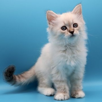 サイベリアン【埼玉県・女の子・2025年8月31日・ネヴァマスカレード】の写真「元気で、ママにそっくりな可愛いお顔の子💕」