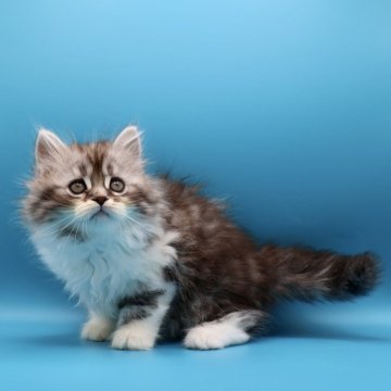 サイベリアン【埼玉県・女の子・2025年9月9日・シルバータビー&ホワイト】の写真「人懐こくて、更にもふもふアップで可愛い子」