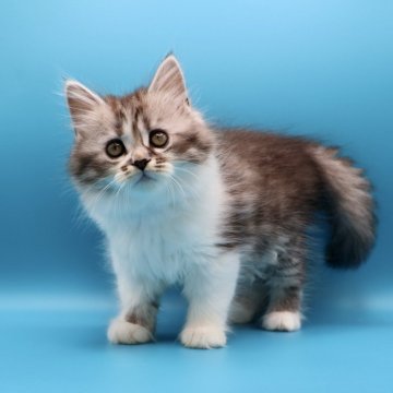 サイベリアン【埼玉県・女の子・2025年9月9日・シルバータビー&ホワイト】の写真「お顔が可愛い。もふもふ度合いが凄い🍀」