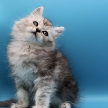 サイベリアン【埼玉県・男の子・2025年9月24日・シェーデッドシルバータビー】の写真「人懐こくて元気で、好奇心の強い男の子🌲」