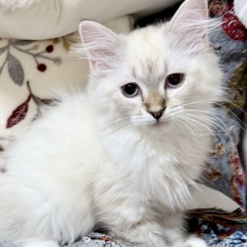 サイベリアン【埼玉県・女の子・2025年8月31日・ネヴァマスカレード】の写真「ブルーアイの穏やかでママにそっくりな可愛いお顔」