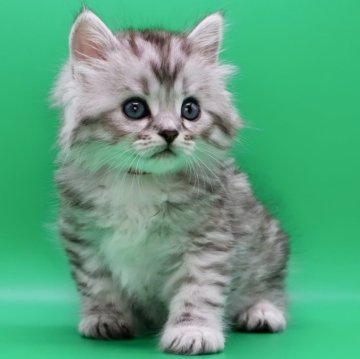 サイベリアン【埼玉県・男の子・2025年10月28日・シルバータビー】の写真「甘え上手のよく食べる元気っ子です」