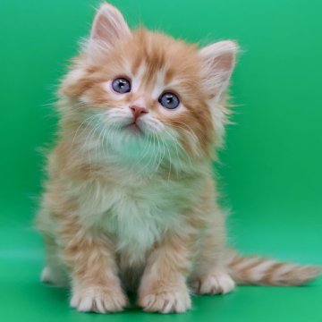 サイベリアン【埼玉県・男の子・2025年10月28日・レッドタビー&ホワイト】の写真「ふわふわの元気っ子😀」