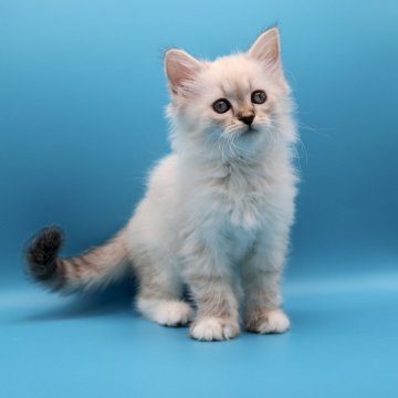 サイベリアン【埼玉県・女の子・2025年8月31日・ネヴァマスカレード】の写真「元気で、ママにそっくりな可愛いお顔の子」