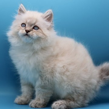 サイベリアン【埼玉県・男の子・2025年9月24日・ネヴァマスカレード】の写真「身体も毛質も性格も立派なサイベリアンくん☘️」