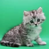 サイベリアン【埼玉県・男の子・2025年10月28日・シルバータビー】の写真2