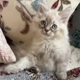 サイベリアン【埼玉県・男の子・2025年9月9日・ネヴァマスカレード】の写真2