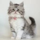 サイベリアン【埼玉県・男の子・2024年11月4日・シルバータビー】の写真2