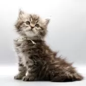 サイベリアン【埼玉県・女の子・2025年6月19日・ブラウンタビー】の写真2