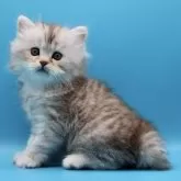 サイベリアン【埼玉県・男の子・2025年7月25日・シルバータビー】の写真2