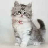 サイベリアン【埼玉県・男の子・2024年11月4日・シルバータビー】の写真3