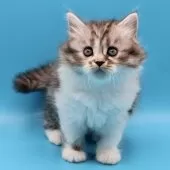 サイベリアン【埼玉県・女の子・2025年9月9日・シルバータビー&ホワイト】の写真3