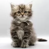 サイベリアン【埼玉県・女の子・2025年6月19日・ブラウンタビー】の写真3