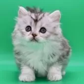 サイベリアン【埼玉県・女の子・2025年10月28日・ダイリュートキャリコ】の写真4