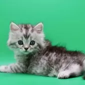 サイベリアン【埼玉県・男の子・2025年10月28日・シルバータビー】の写真4